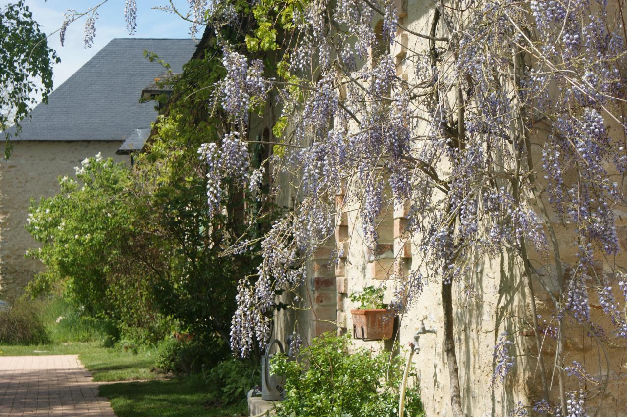 Façade - Glycine