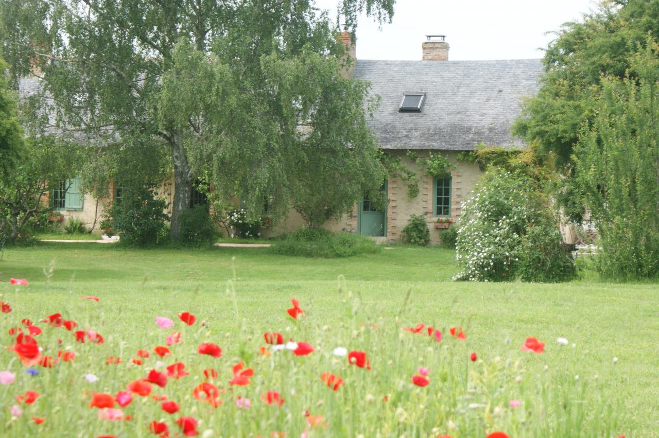 Coquelicots