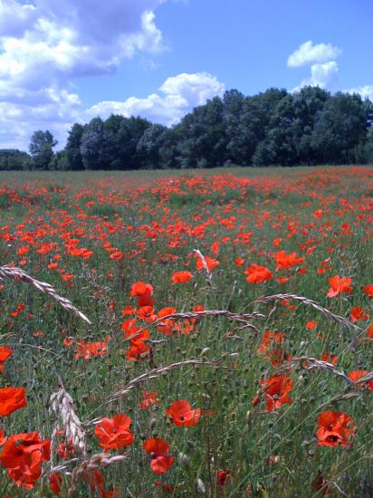 Champ de coquelicots
